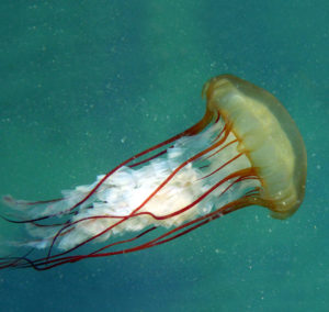Cnidarian swimming in water