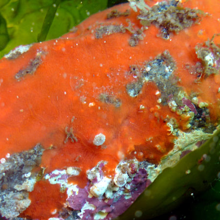 Purple Intertidal Sponge - vic high