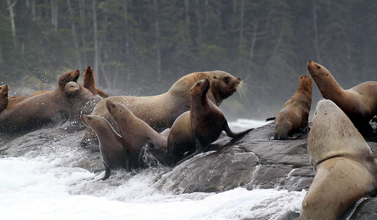 female steller sea lion