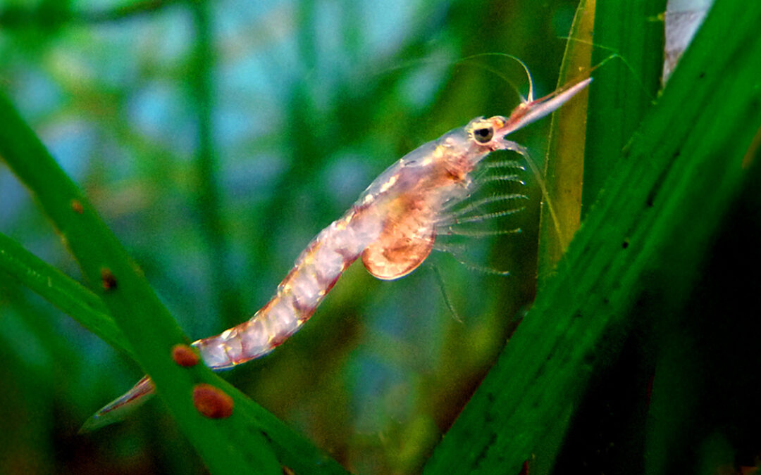 Opossum Shrimp