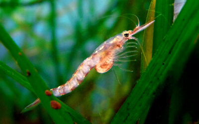 Opossum Shrimp