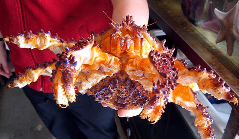 Puget Sound King Crab - vic high