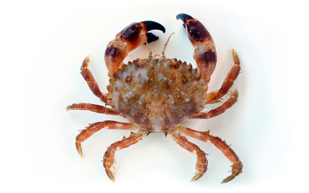 Pygmy Rock Crab