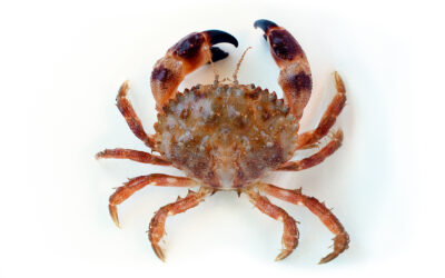 Pygmy Rock Crab