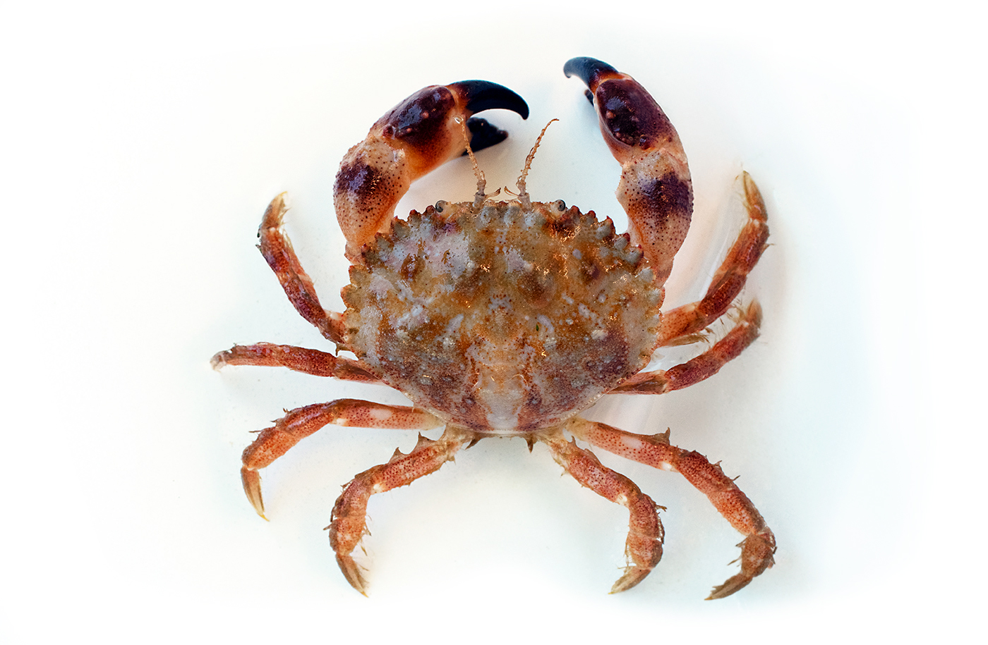 Pygmy-Crab
