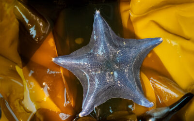Bat Star