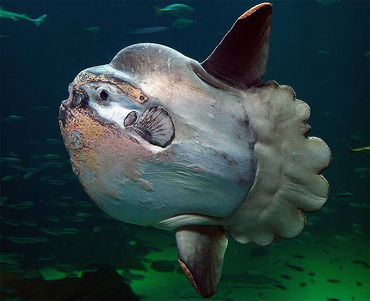 Ocean Sunfish Vic High