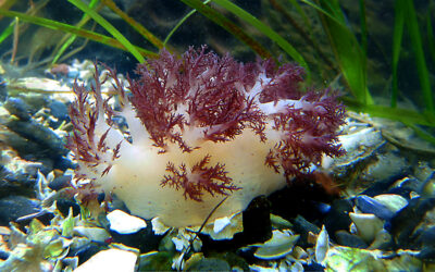 Red Dendronotid