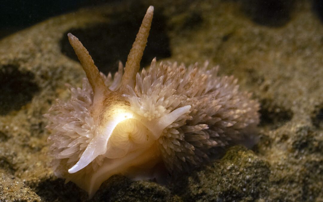 Shag-rug Nudibranch