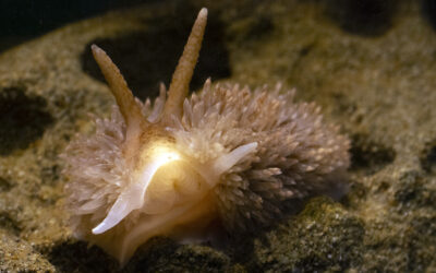 Shag-rug Nudibranch