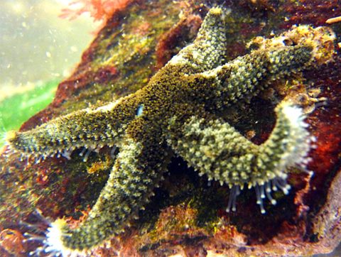 Six Rayed Star - vic high