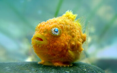 Pacific Spiny Lumpsucker
