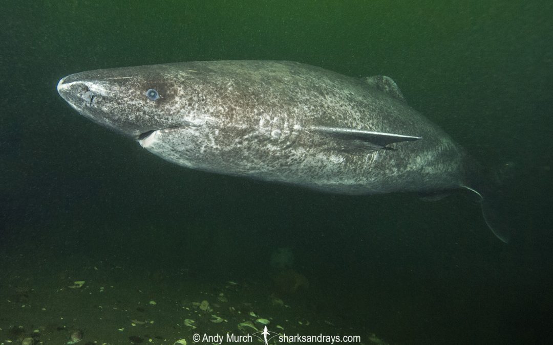 Greenland Shark