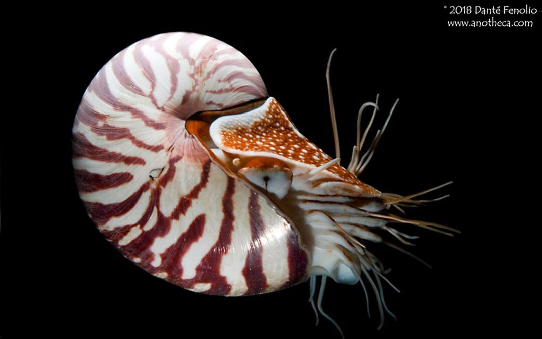 Nautilus