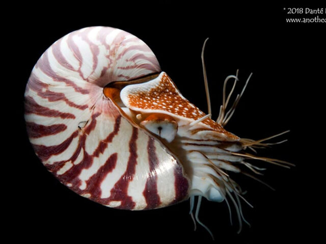 Nautilus