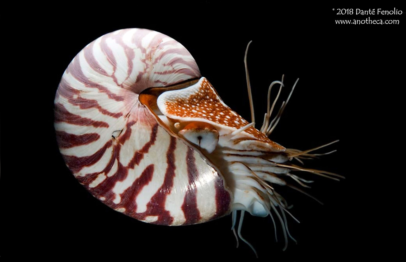 Chambered-Nautilus