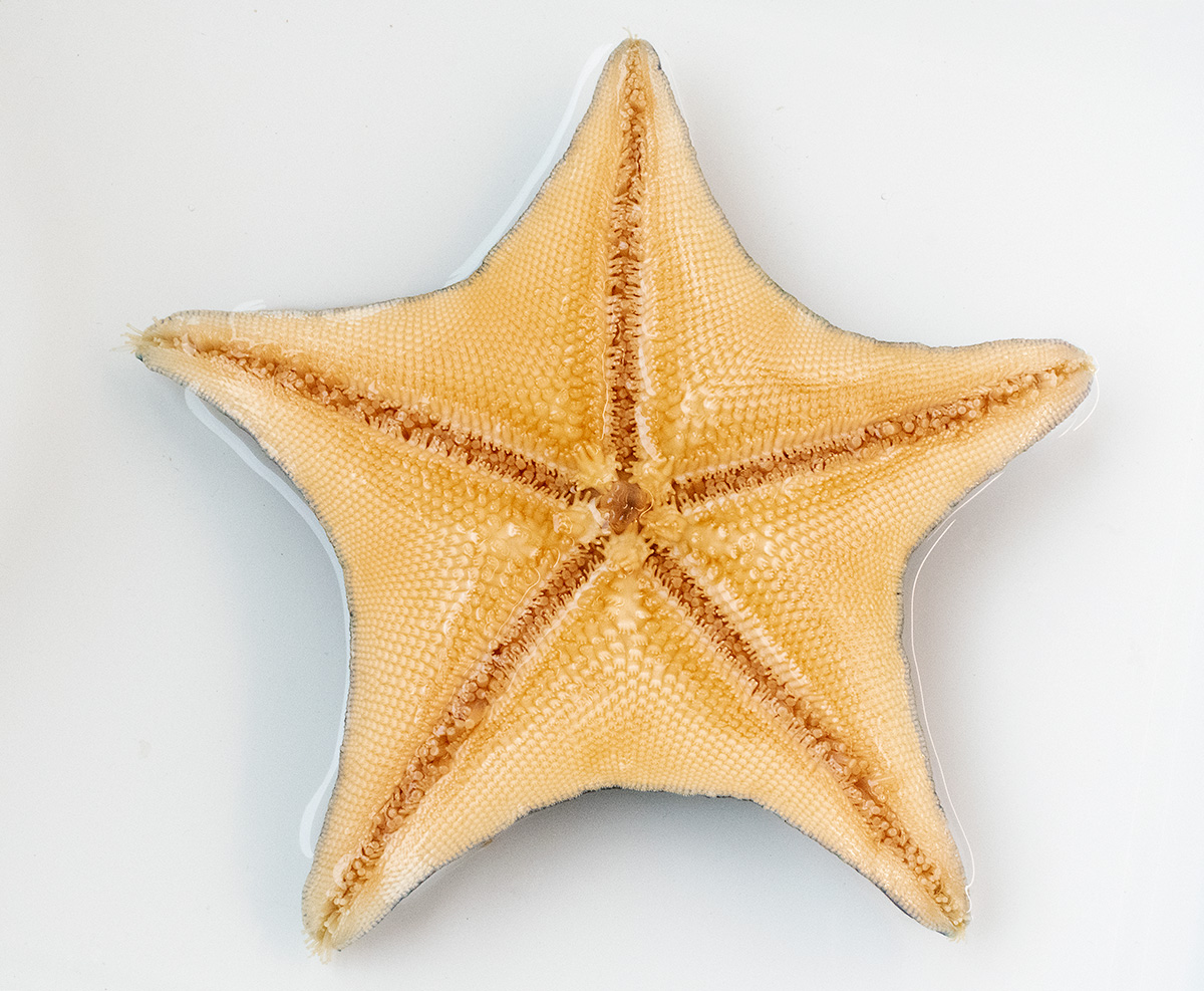 Bat Star Oral
