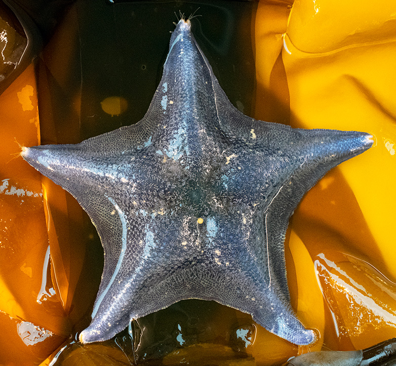 BatStar-5