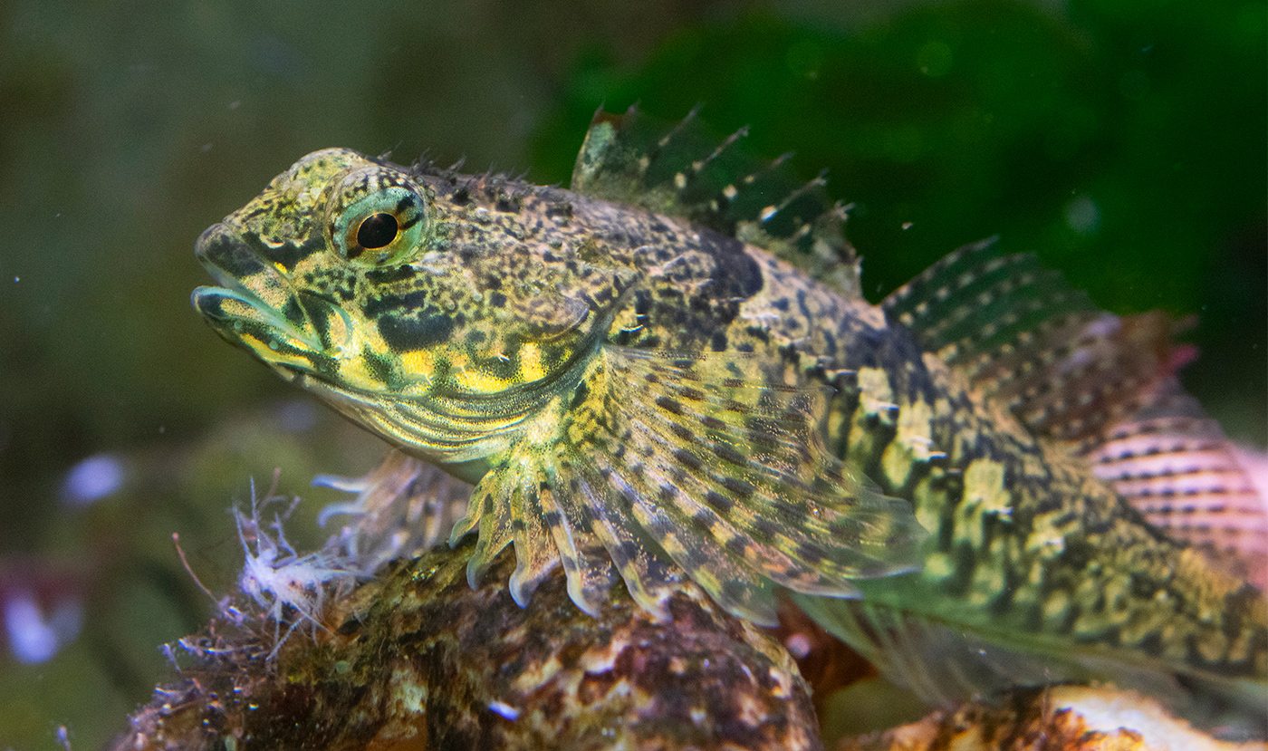 Tidepool-Sculpin