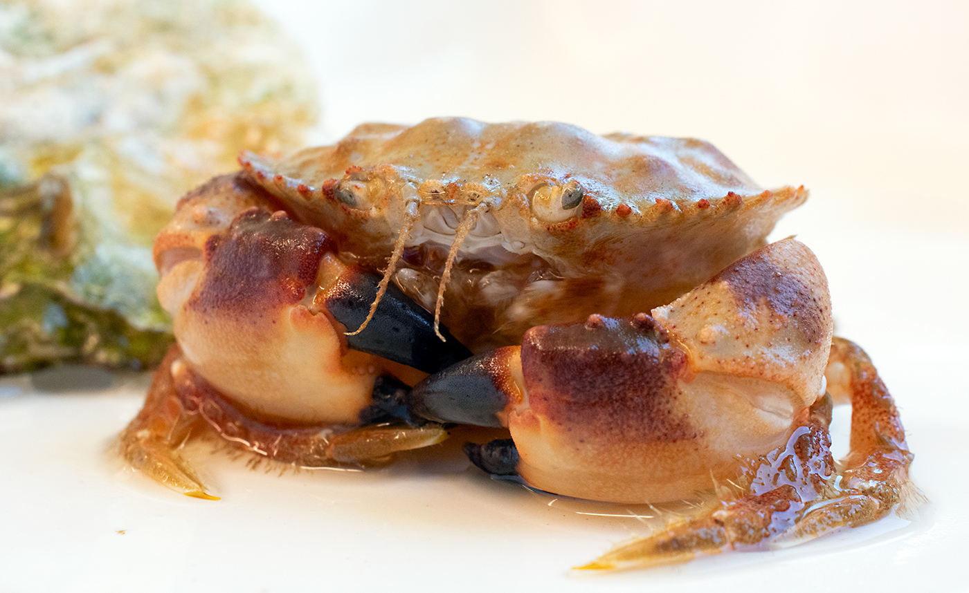 Pygmy-Crab-3
