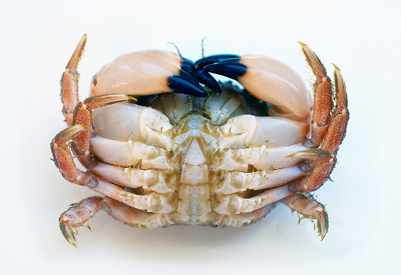 Pygmy-Crab-Male-Ventral