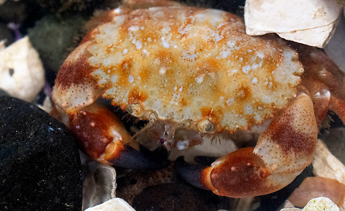 Pygmy-Rock-Crab-2