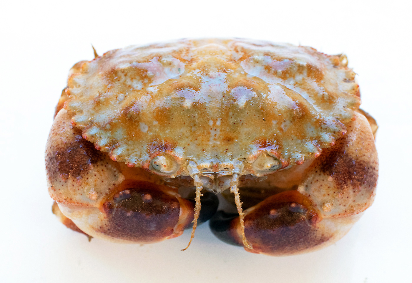Pygmy-Rock-Crab