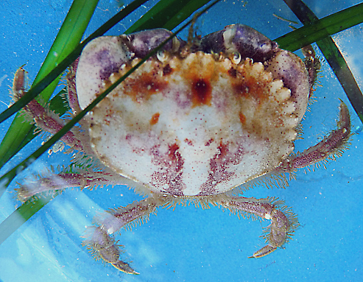 PygmyRockCrab