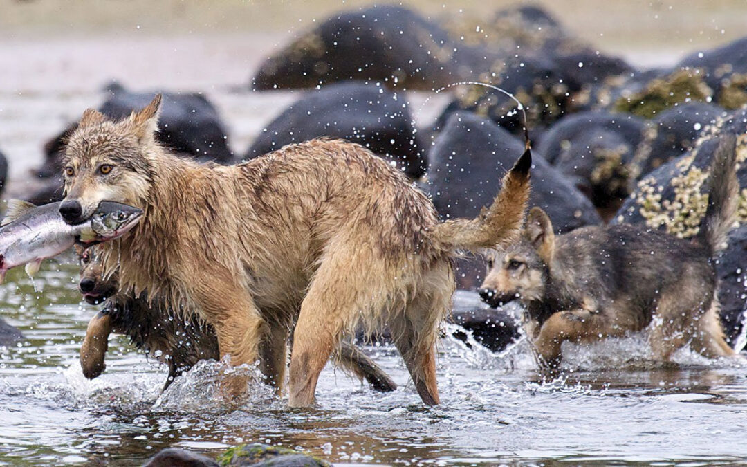 Vancouver Coastal Sea Wolf