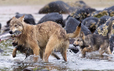 Vancouver Coastal Sea Wolf