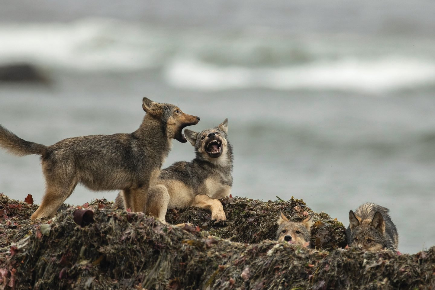 SeaWolvesSteveWoods