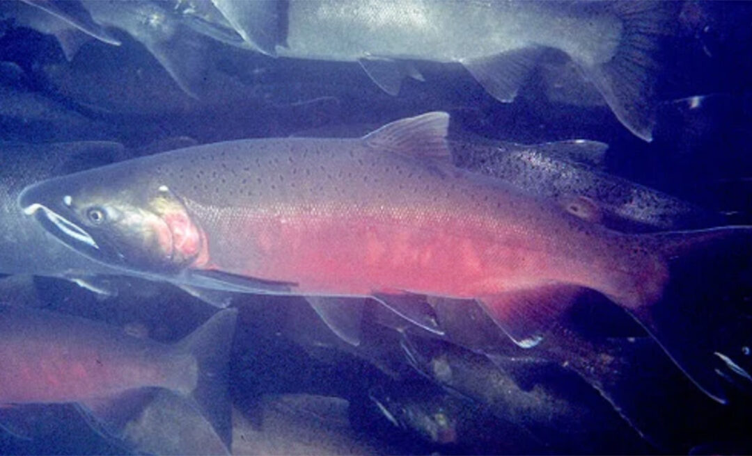 Coho Salmon