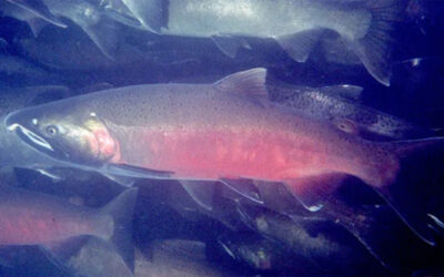 Coho Salmon