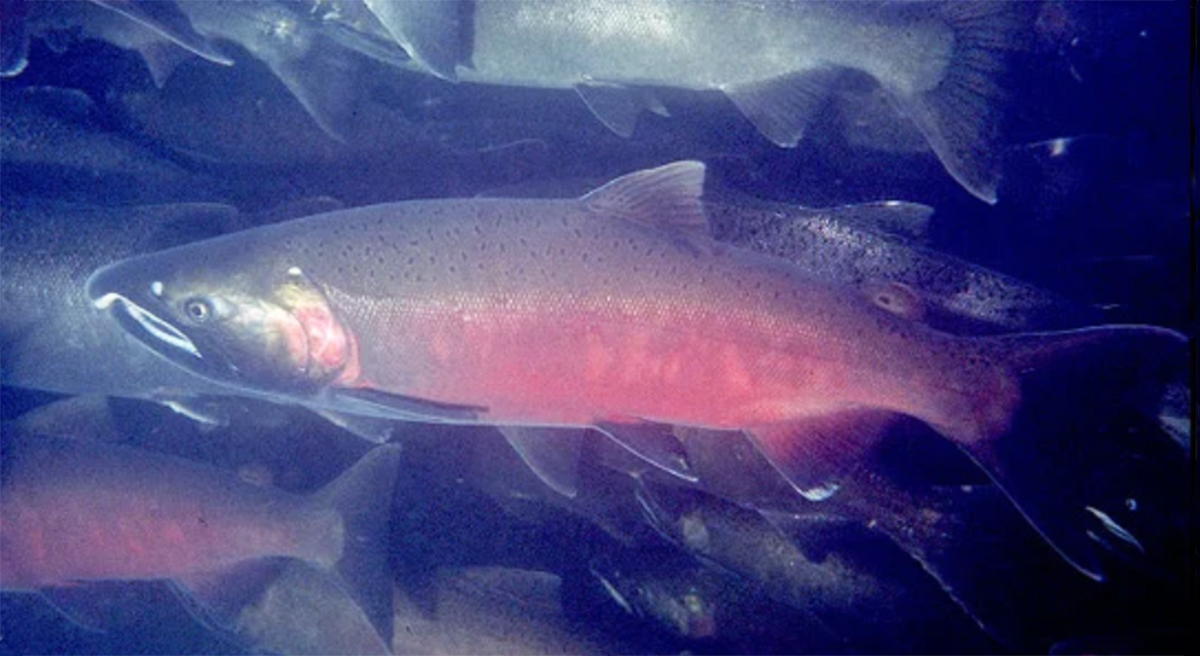 Coho