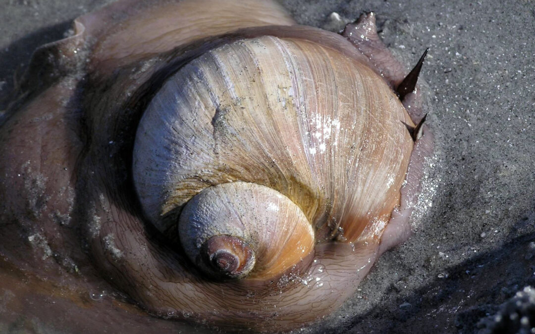 Lewis’s Moon Snail