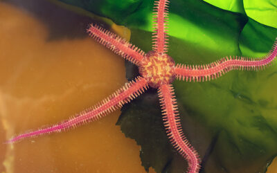 Daisy Brittle Star
