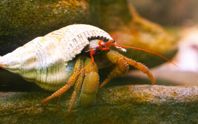 Grainy Hermit Crab
