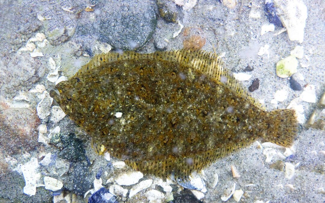 Speckled Sanddab
