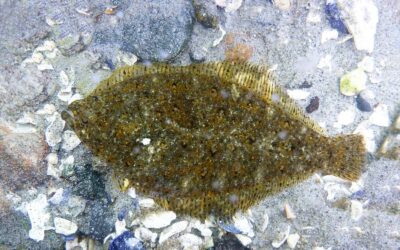 Speckled Sanddab