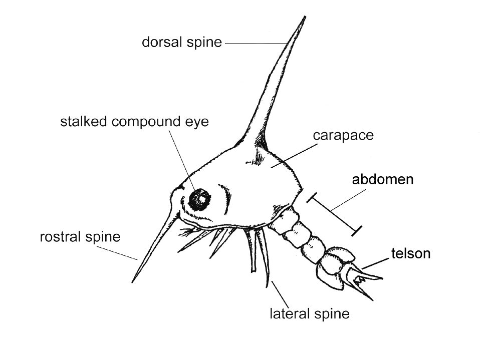 Zoea Rostrum Zoea Anatomy - vic high